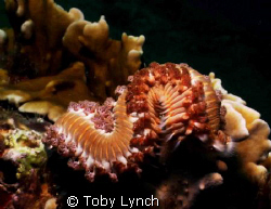 Fireworm on the deck of the Veronica L. Taken with Sealif... by Toby Lynch 